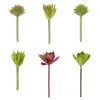 Coupon ⌛ 24 Pack: Assorted Succulent Pick by Ashland® ✨ -Ashland Shop 10547225 1 u 1