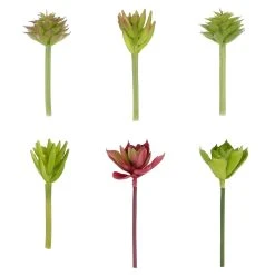 Coupon ⌛ 24 Pack: Assorted Succulent Pick by Ashland® ✨