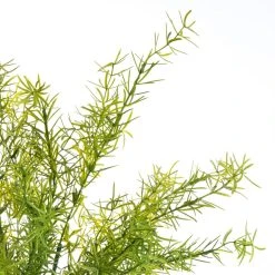 Buy ⭐ Springeri Bush by Ashland® ⌛ -Ashland Shop 10547458 2