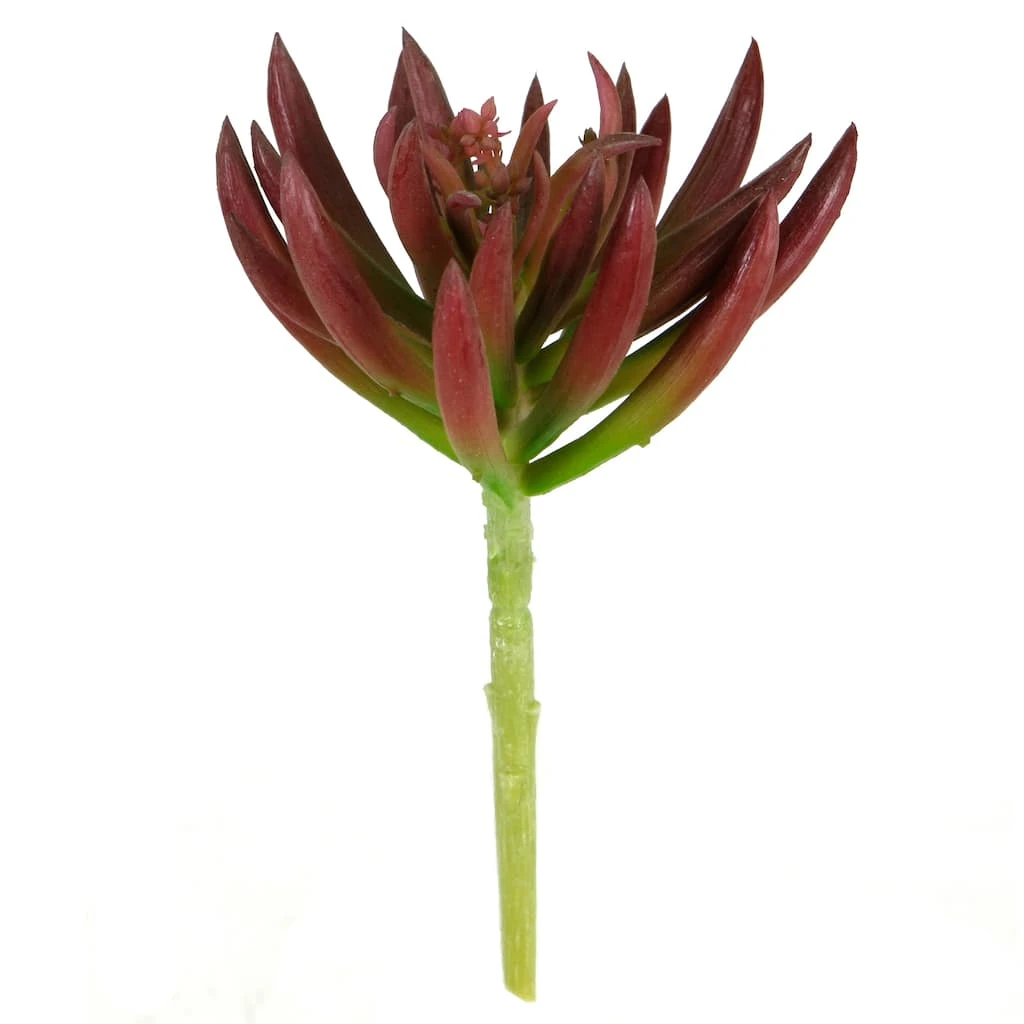 Best Sale ⭐ 12 Pack: Assorted Succulent Pick by Ashland® 😀 4 Best Sale ⭐ 12 Pack: Assorted Succulent Pick by Ashland® 😀 - Image 2