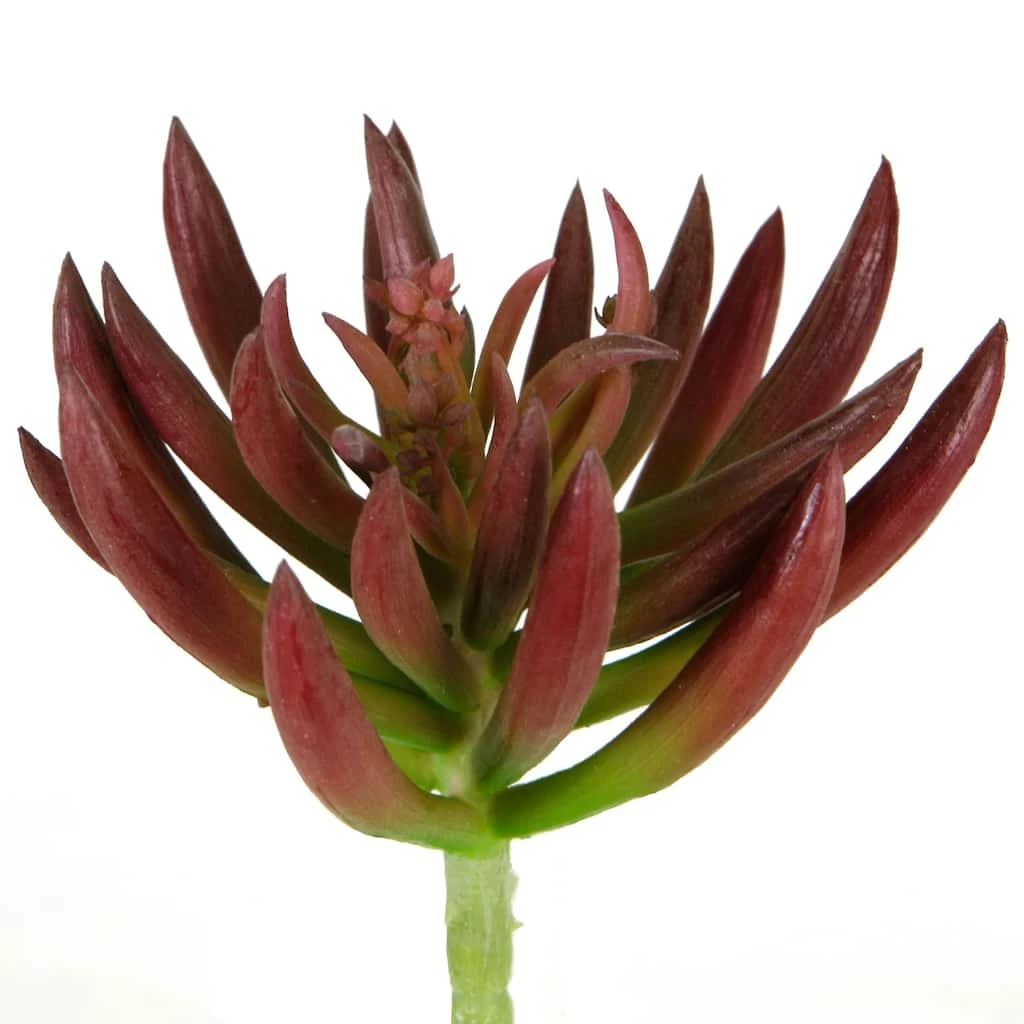 Best Sale ⭐ 12 Pack: Assorted Succulent Pick by Ashland® 😀 5 Best Sale ⭐ 12 Pack: Assorted Succulent Pick by Ashland® 😀 - Image 3