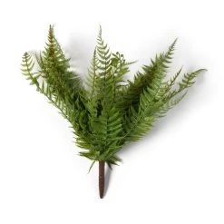 Budget ⌛ Boston Fern Bush by Ashland® 🎉 -Ashland Shop 10547493 21