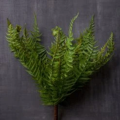 Budget ⌛ Boston Fern Bush by Ashland® 🎉 -Ashland Shop 10547493 22