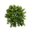 Hot Sale ⌛ 8 Pack: Green Boxwood Bush by Ashland® 🧨 -Ashland Shop 10547534 1