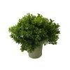 Budget ❤️ 6 Pack: Premade Boxwood Bush by Ashland® 🎁 -Ashland Shop 10547538