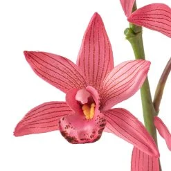 Brand new 👍 Mauve Boat Orchid Spray by Ashland® 😀 -Ashland Shop 10626413 20