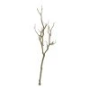 Discount 😀 8 Pack: Brown Bare Birch Branch by Ashland® ⭐ -Ashland Shop 10626481 1 1