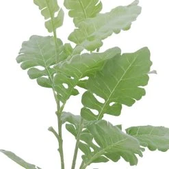 Ashland Shop -Ashland Shop 10626483 2