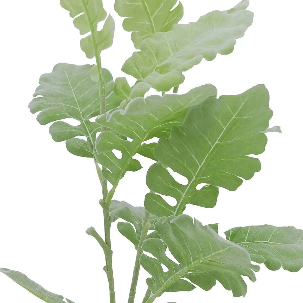 Best reviews of 😉 12 Pack: Green Dusty Miller Spray by Ashland® 😀 4 Best reviews of 😉 12 Pack: Green Dusty Miller Spray by Ashland® 😀 - Image 2