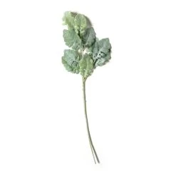 Wholesale 🔔 Green Dusty Miller Stem by Ashland® 🔥