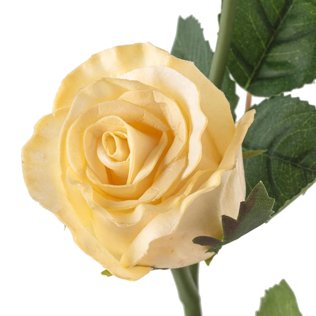 Buy 🌟 White Rose Stem by Ashland® ✔️ 5 Buy 🌟 White Rose Stem by Ashland® ✔️ - Image 3