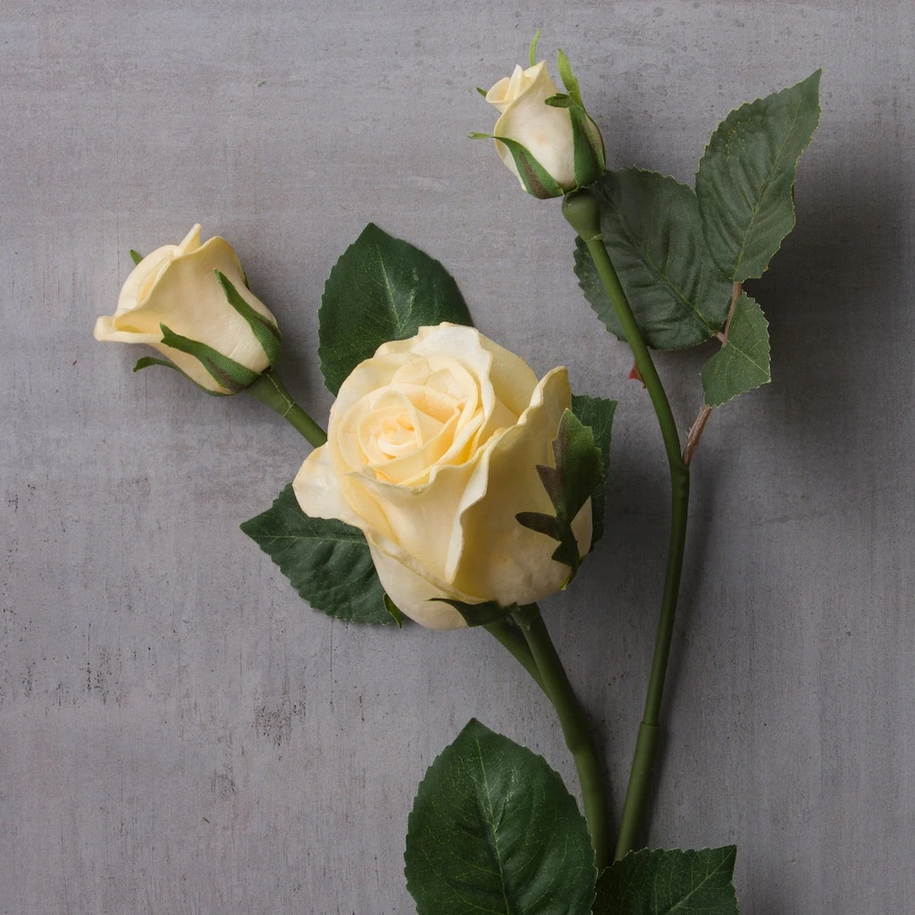 Buy 🌟 White Rose Stem by Ashland® ✔️ 4 Buy 🌟 White Rose Stem by Ashland® ✔️ - Image 2