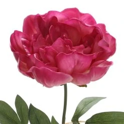 Best reviews of 🎁 6 Pack: Fuchsia Peony Stem by Ashland® 😉 -Ashland Shop 10626892 3 1