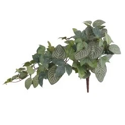 Promo ⭐ 6 Pack: Green Hanging Fittonia Bush by Ashland® 😉