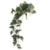 Best Pirce 🛒 6 Pack: Hanging Pothos Bush by Ashland® ✔️