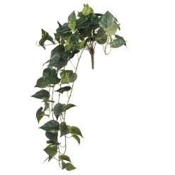 Best Pirce 🛒 6 Pack: Hanging Pothos Bush by Ashland® ✔️