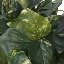 Discount 👍 Hanging Pothos Bush by Ashland® ❤️ -Ashland Shop 10626927 2