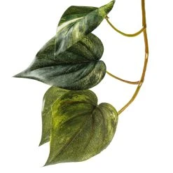 Best Pirce 🛒 6 Pack: Hanging Pothos Bush by Ashland® ✔️ -Ashland Shop 10626927 20 1