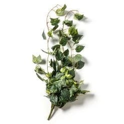Discount 👍 Hanging Pothos Bush by Ashland® ❤️ -Ashland Shop 10626927 21