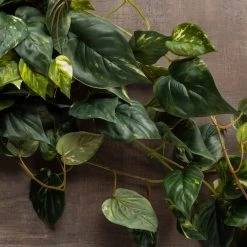 Best Pirce 🛒 6 Pack: Hanging Pothos Bush by Ashland® ✔️ -Ashland Shop 10626927 25 1