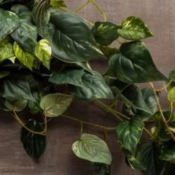 Discount 👍 Hanging Pothos Bush by Ashland® ❤️ -Ashland Shop 10626927 25