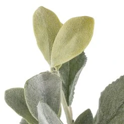 Best reviews of ✨ Lamb's Ear Bush by Ashland® ❤️ -Ashland Shop 10626928 20