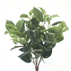 Coupon 🔔 6 Pack: Green Pothos Bush by Ashland® 🌟