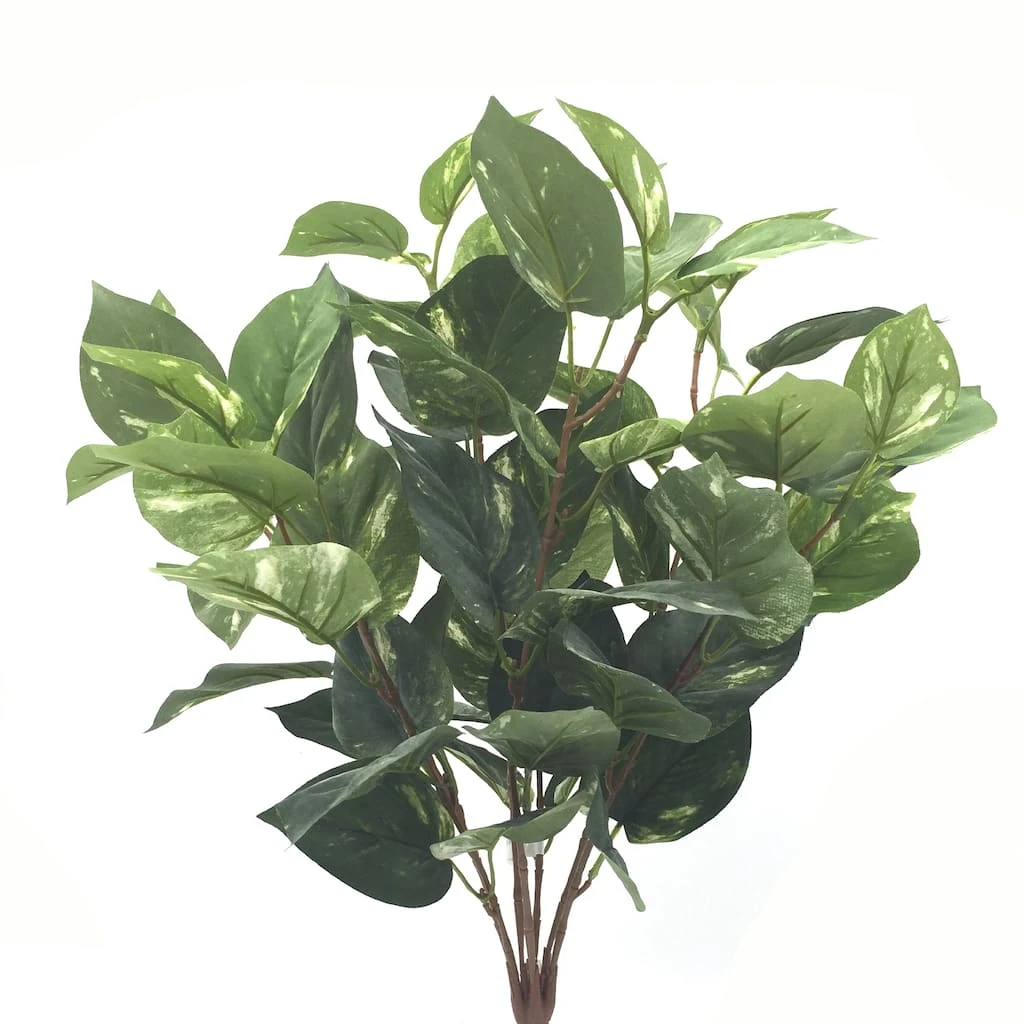 Best Pirce 👏 Green Pothos Bush by Ashland® 🎁 3 Best Pirce 👏 Green Pothos Bush by Ashland® 🎁