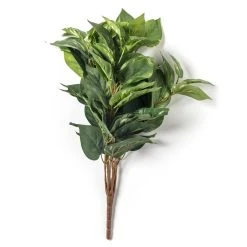 Coupon 🔔 6 Pack: Green Pothos Bush by Ashland® 🌟 -Ashland Shop 10626988 21 1