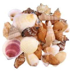 Brand new ⌛ Natural Medium Sea Shell Mix by Ashland® ⭐