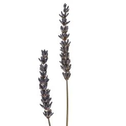 Best Pirce 🔔 Lavender Grass Bundle by Ashland® 👍 -Ashland Shop 10628611 20