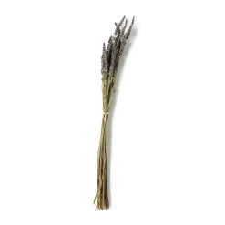 Best Pirce ๐ Lavender Grass Bundle by Ashland® ๐