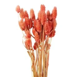 Cheap ⭐ 6 Pack: Coral Poa Grass Bundle by Ashland® 🌟 -Ashland Shop 10628612 2