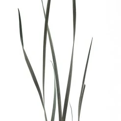 Brand new 😀 Green Magnolia Flax Grass Bundle by Ashland® ⌛ -Ashland Shop 10646374 20