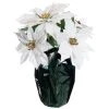 Best Sale 👏 White Potted Poinsettia with Green Foil by Ashland® ⌛ 2 Best Sale 👏 White Potted Poinsettia with Green Foil by Ashland® ⌛ -Ashland Shop 10676008 1
