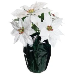Best Sale 👏 White Potted Poinsettia with Green Foil by Ashland® ⌛