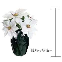 Best Sale 👏 White Potted Poinsettia with Green Foil by Ashland® ⌛ -Ashland Shop 10676008 3
