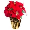 Wholesale 🛒 Red Velvet Potted Poinsettia with Gold Foil by Ashland® 👍 -Ashland Shop 10676015 1