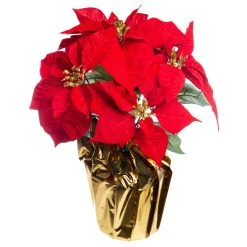 Wholesale 🛒 Red Velvet Potted Poinsettia with Gold Foil by Ashland® 👍