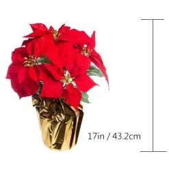 Wholesale 🛒 Red Velvet Potted Poinsettia with Gold Foil by Ashland® 👍 -Ashland Shop 10676015 3
