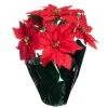 Top 10 🛒 Red Potted Poinsettia with Green Foil by Ashland® 🔥