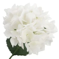 Best Sale ⭐ White Hydrangea Bush by Ashland® 🎁 -Ashland Shop 10677450 3