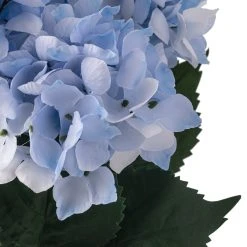 Best reviews of ❤️ Light Blue Hydrangea Bush by Ashland® 🥰 -Ashland Shop 10677452 20 1