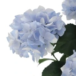 Hot Sale ⭐ 12 Pack: Light Blue Hydrangea Bush by Ashland® 😀 -Ashland Shop 10677452 3