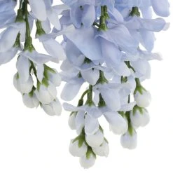 Top 10 👍 12 Pack: Blue Wisteria Bush by Ashland® 🛒 -Ashland Shop 10677460 6 1