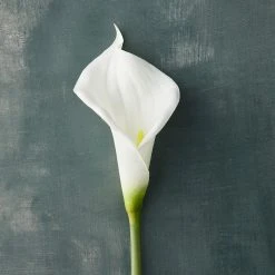 Outlet 🥰 White Calla Lily Stem by Ashland® 😉 -Ashland Shop 10679176 20