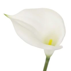 Outlet 🥰 White Calla Lily Stem by Ashland® 😉 -Ashland Shop 10679176 3