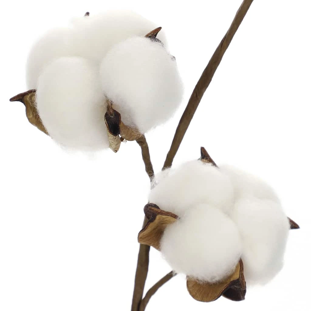 Coupon ⌛ Cotton Stem by Ashland® 👍 5 Coupon ⌛ Cotton Stem by Ashland® 👍 - Image 3