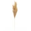 Budget ❤️ Wispy Pampas Grass Stem by Ashland® ✨ -Ashland Shop 10679178 1
