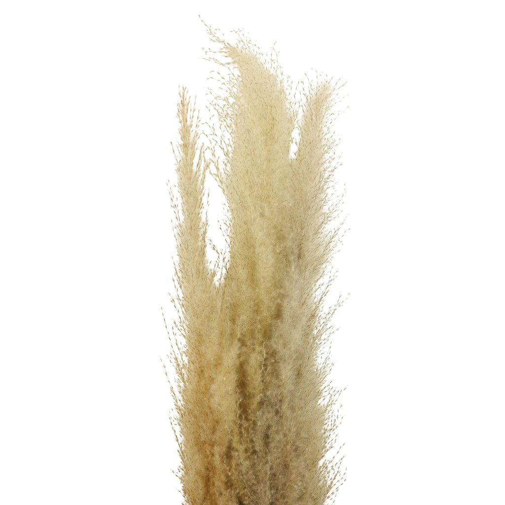 New ⭐ 6 Pack: Natural Brown Pampas Bunch by Ashland® 😀 4 New ⭐ 6 Pack: Natural Brown Pampas Bunch by Ashland® 😀 - Image 2